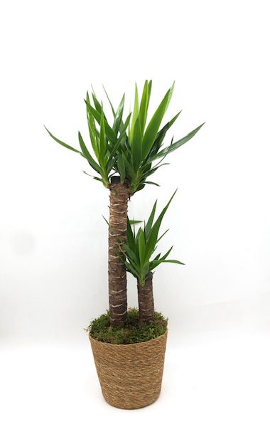 Yucca