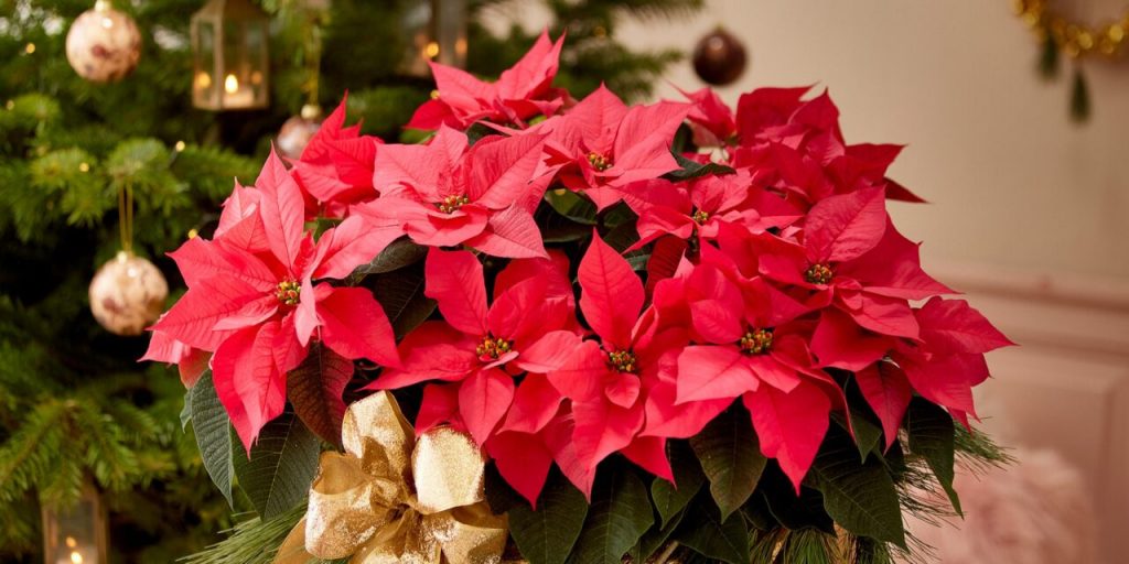 Flores a Domicilio Madrid Festeja la navidad