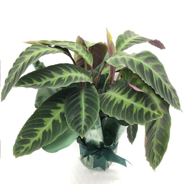 Calathea