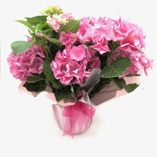 Hortensia