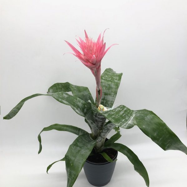 Aechmea fasciata