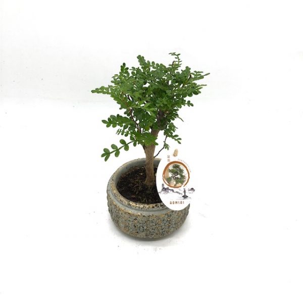 Bonsai