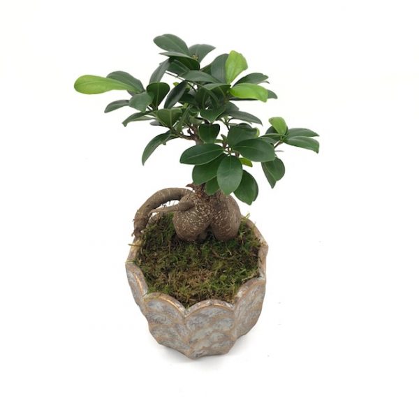 Bonsai ficus ginseng