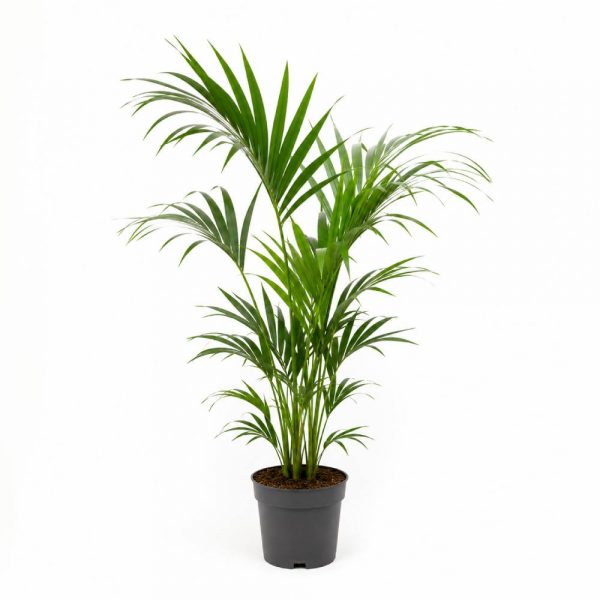 Kentia