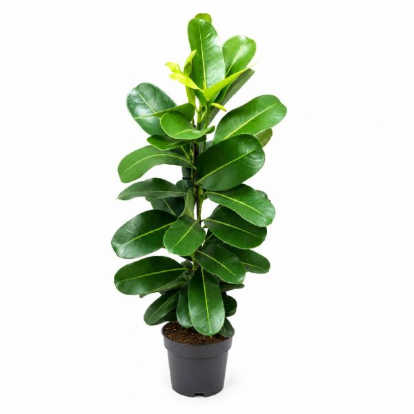 Ficus elastica