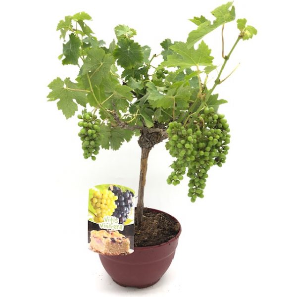 Uvas