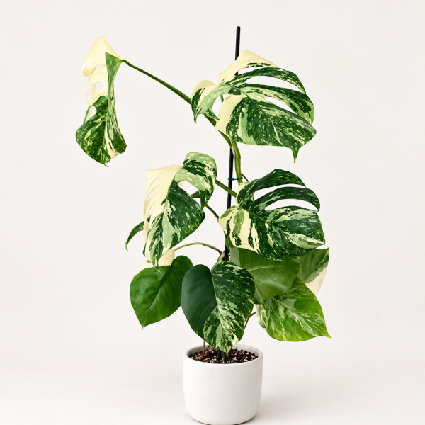 Monstera Variegata